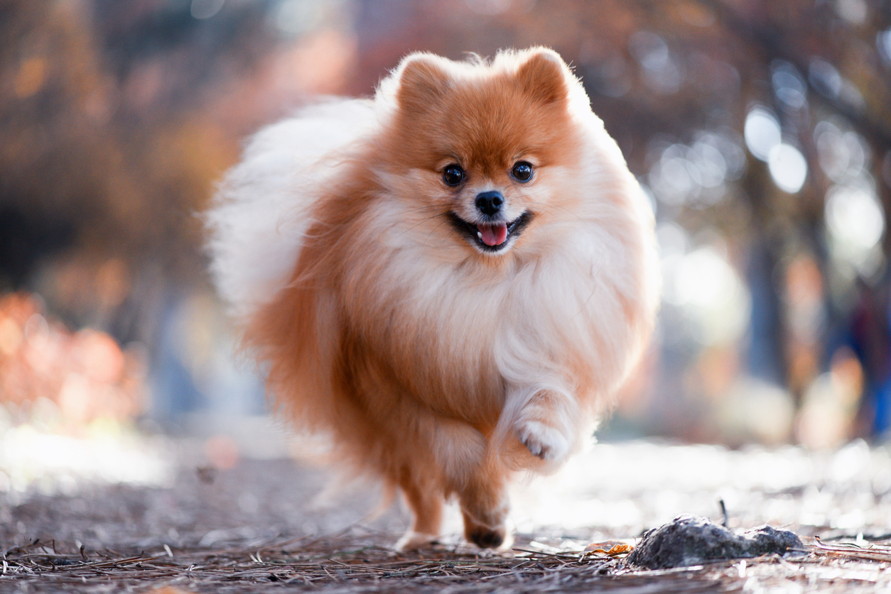 pompom