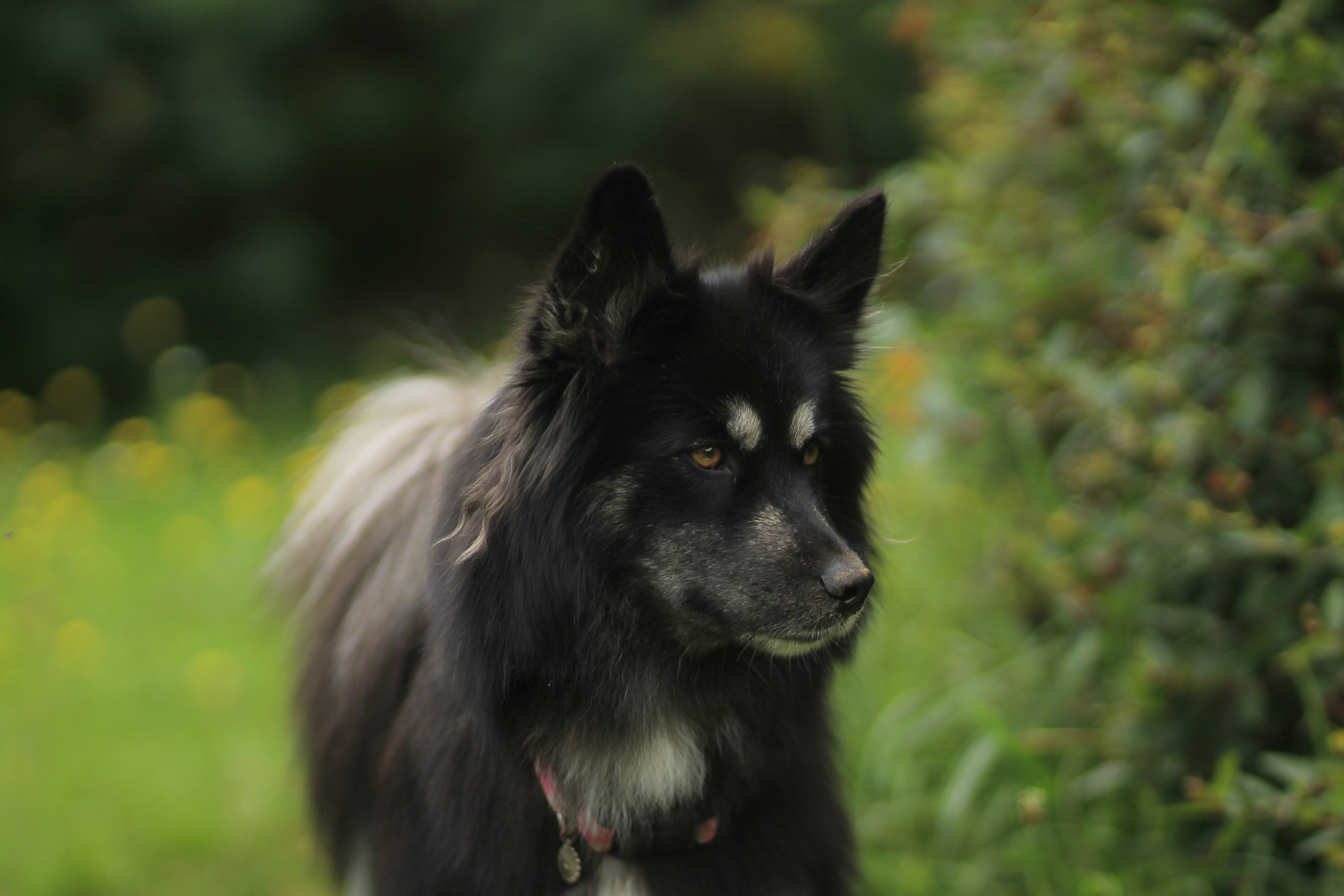 Pomsky 1